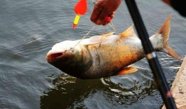 爆料鲢鳙钓法大全视频,视频大全深度解析